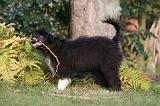 CHIEN NU CHINOIS 264